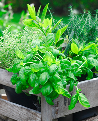 Herbs category in FCI Members Market