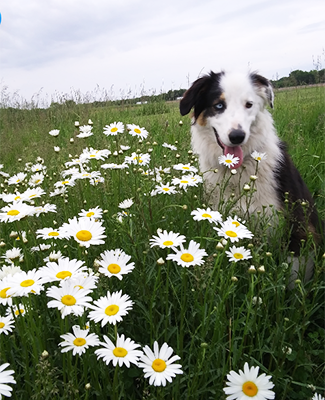 Dog in flowers at Centennial 6 Farms
