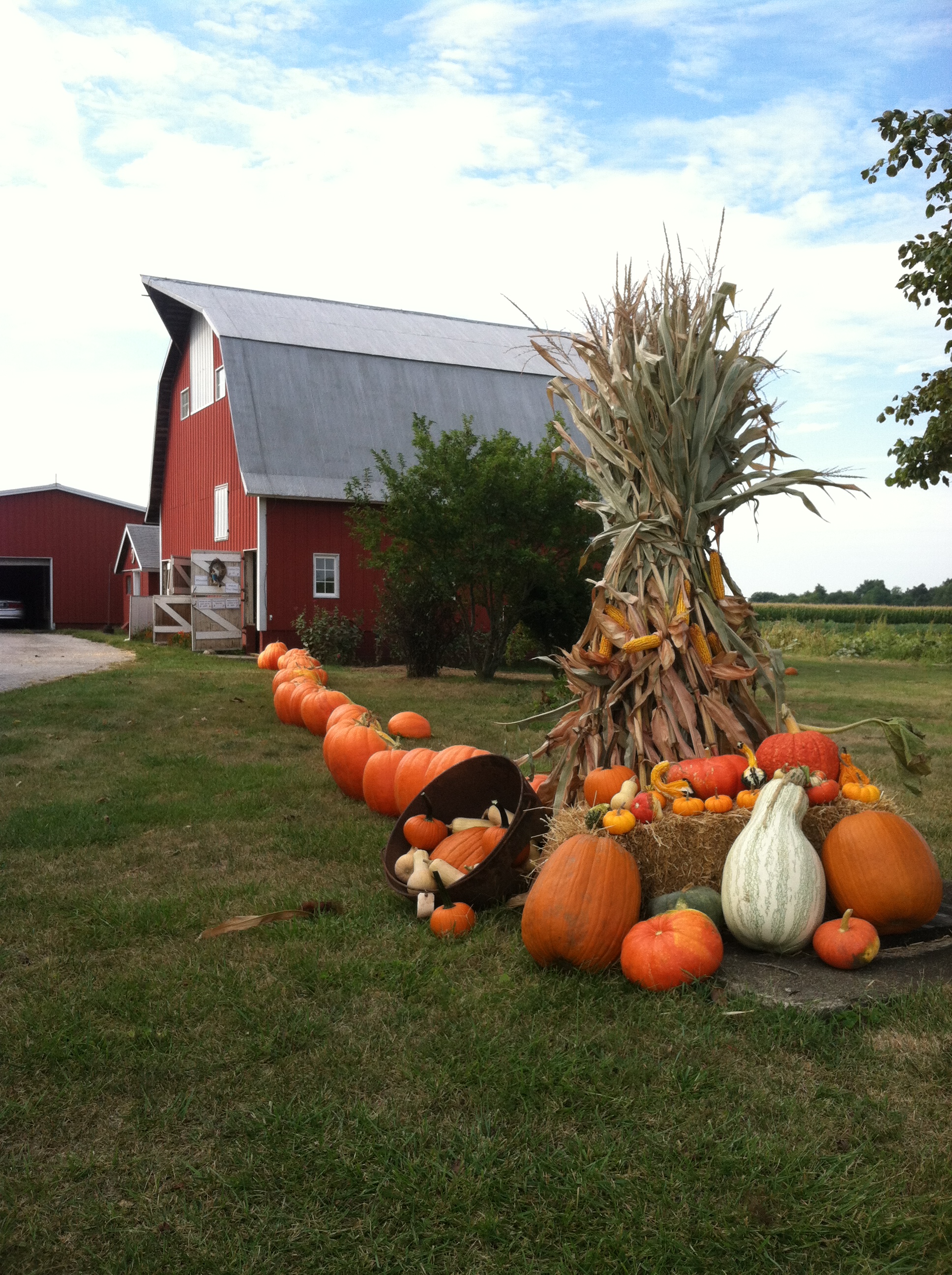 pumpkins at Red Barn Produce