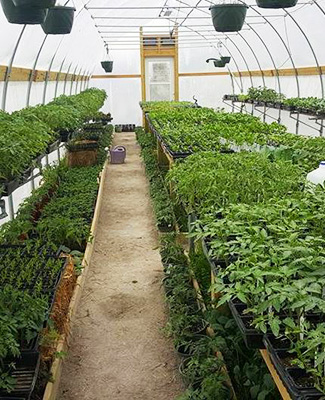 Wisely Greenhouse and Produce